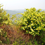 迎春 黄刺玫 花镜花坛绿化工程苗 园林景区观赏花卉 道路绿篱