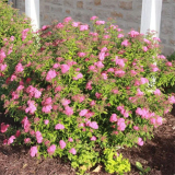 日本繡線菊 小苗 花鏡花壇栽植 景區(qū)地被綠化叢植觀花植物