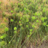 常绿水生植物莎草 河道治理 水体湿地绿化草 公园水体绿化 观赏性好