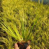 金葉菖蒲 園林景區(qū)綠化 池塘河邊栽培護(hù)坡苗 盆栽地栽苗