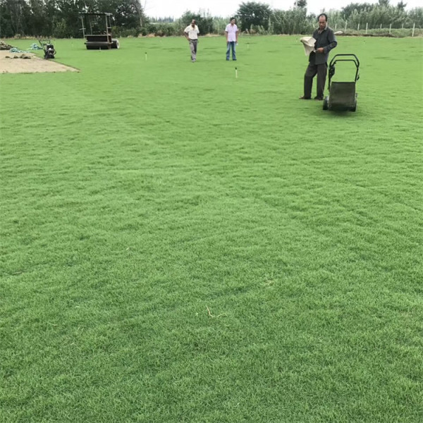 馬尼拉草坪草皮