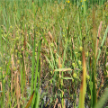 黑三棱 濕地河道水體綠化 庭院盆花栽植 小區(qū)園林綠化觀(guān)賞