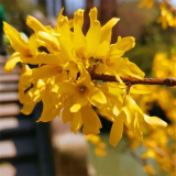 金鐘花 園林景區(qū)地被種植觀賞花鏡切花材料 庭院小區(qū)造景工程苗