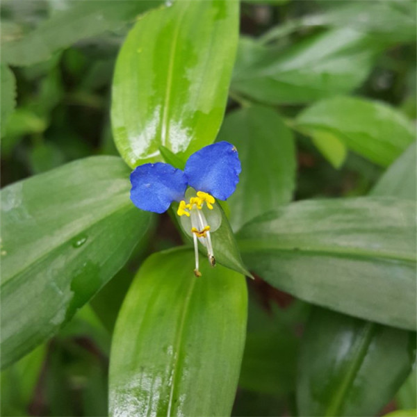 鸭跖草