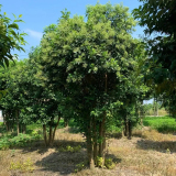 基地供應 叢生大葉女貞 行道樹 庭院小區(qū)園林綠化工程造景苗木