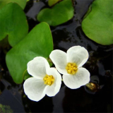 水鱉 凈化水質(zhì) 水生綠化造景栽植 濕地池塘河道治理栽植苗