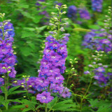 基地出售大花飞燕草 耐寒耐旱花坛花镜观赏花卉园林景区造景苗