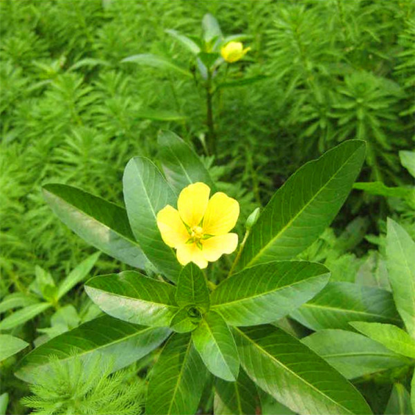 黄花水龙