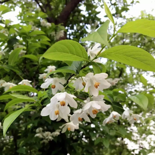 秤锤树