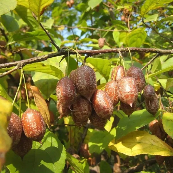 秤锤树