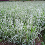 玉帶草 花鏡植物庭院陽臺觀葉草花 濕地公園綠化工程栽植