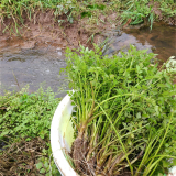 基地供應(yīng)水芹 規(guī)格齊全 公園河道濕地綠化苗 池塘造景綠化工程