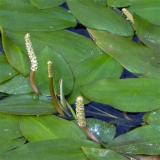 竹葉眼子菜 園林水景綠化工程 池塘河流室內(nèi)水體綠化工程苗