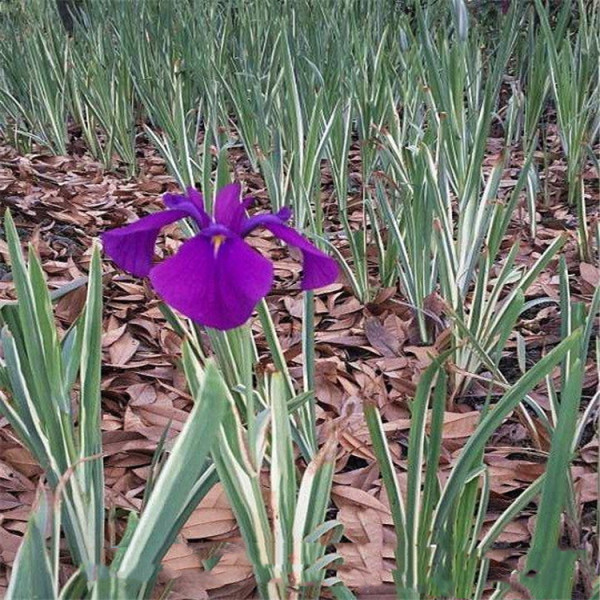 花叶玉蝉花