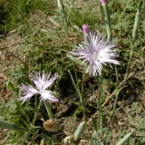 瞿麥 花壇花鏡觀賞花卉 園林景區(qū)栽培綠化造景植物 切花材料