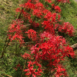 石蒜 园林景区花镜花海栽植苗 别墅庭院观赏花卉 易栽培