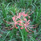 彼岸花 盆栽地栽苗 花壇花鏡花海觀賞性種植 庭院道路綠化苗