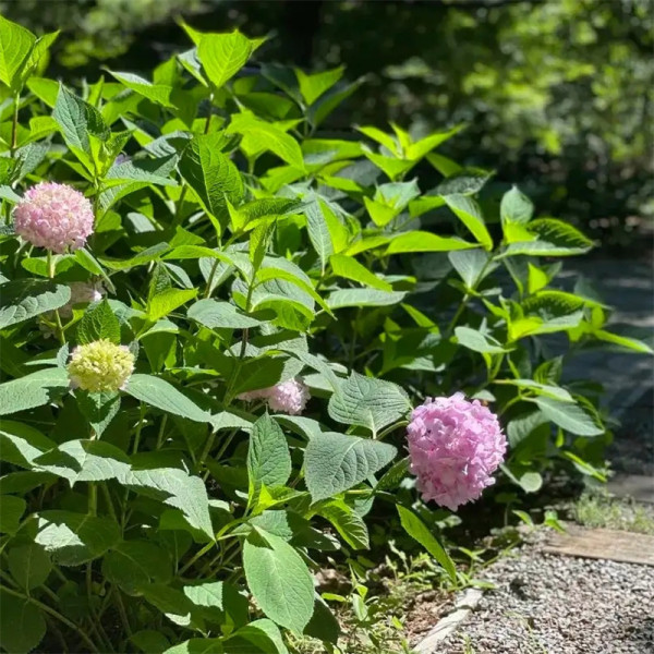 八仙花