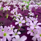 紫叶酢浆草 多年生地被植物宿根花卉 可布置花镜花坛花海用苗