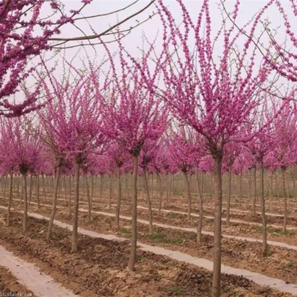 叢生紫荊