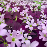 紫葉榨漿草 庭院住宅小區(qū)園林道路河流綠化帶 花壇花鏡布置苗