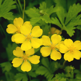 基地出售五叶委陵菜 园林绿化工程苗 植物园种植 多年生草本植物