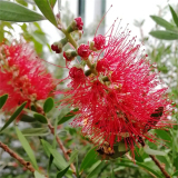 大量批發(fā)闊葉紅千層 規(guī)格齊全庭院室內(nèi)外公園園林綠化道路