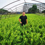 批發(fā) 荷蘭鼠刺 規(guī)格齊全四季常綠道路綠化工程苗 花壇花鏡用苗