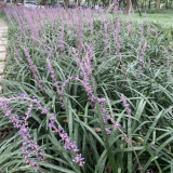 花叶山麦冬小苗批发 盆栽地栽苗 花坛花镜花海观赏性种植苗