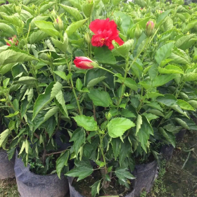 扶桑小苗 锦葵科植物 花冠大型景区园林庭院造景观赏绿化种植树