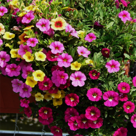 批发舞春花 百万小玲 花坛花镜花海观赏性配植 庭院绿化工程造景苗