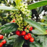 基地出售 无刺构骨 大小规格齐全 花镜景区造景栽植苗 园林绿化观赏苗