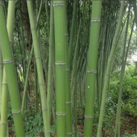 基地批发桂竹 园林景区观赏竹 规格齐全 别墅庭院小区景观绿化种植