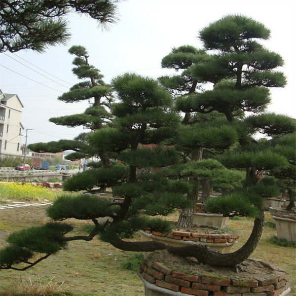 造型黑松