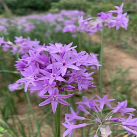 花叶紫娇花 小区庭院园林道路绿化观赏花卉花坛花镜栽植苗