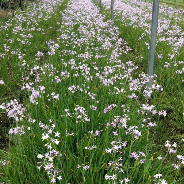 花叶紫娇花