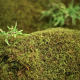 苔藓别名青泥苔 多生于阴湿环境中 小区庭院公园地被观赏种植