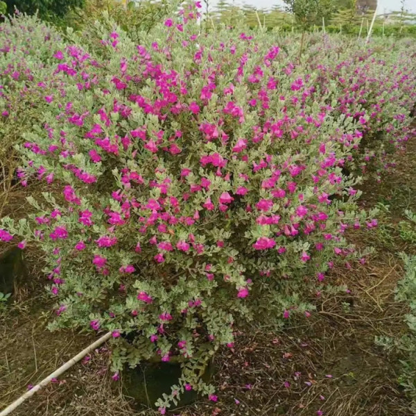 红花玉芙蓉