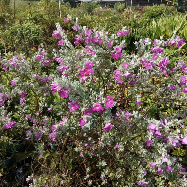 紅花玉芙蓉