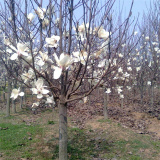 布萊特園林常年出售 白玉蘭 大小規(guī)格齊全紫玉蘭樹苗 易成活