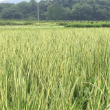 花葉菖蒲 觀賞花卉 景觀栽植 多色系 園林綠化工程花壇栽植苗