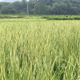 花叶菖蒲 观赏花卉 景观栽植 多色系 园林绿化工程花坛栽植苗