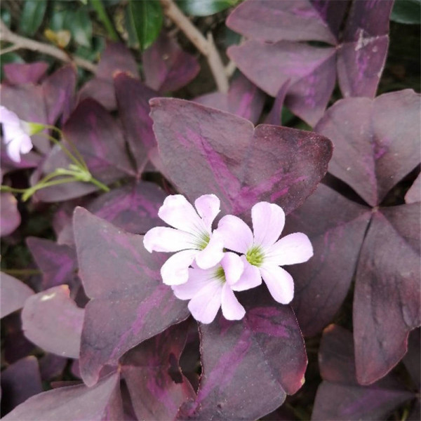 紫叶大花芙蓉酢浆草