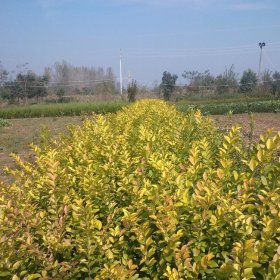 基地出售欧洲彩叶女贞 花镜花坛庭院造景观叶植物 景区绿化工程苗木