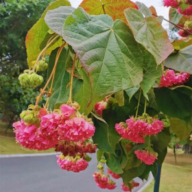 非洲芙蓉花基地批发木芙蓉树 花镜花坛造景工程苗木 园林绿化观赏