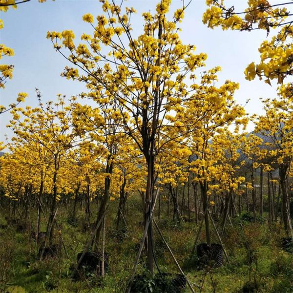 黄花风铃木