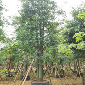 本地木棉移植苗出售 庭院观赏种植 行道风景庭荫防护绿化树