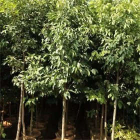 天竺桂 移植苗批发 大小规格齐全 庭院景区园林绿化行道树