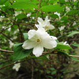 大花溲疏別名華北溲疏 花鏡花帶種植苗木 庭院小區(qū)園林綠化工程苗