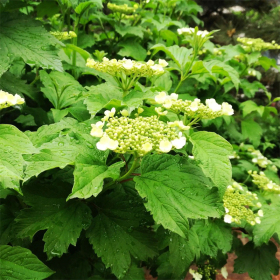 地中海荚蒾球 盆栽 花坛花镜花海观赏性植物 园林绿化工程苗木